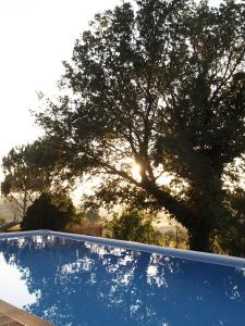 una piscina azul con un árbol en el fondo en Casa Elisabetta, en Montescudaio