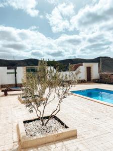a villa with a pool and a tree in a courtyard at Suite Vistas al Mar in Puerto del Rosario