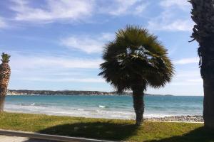 una palmera en una playa con el océano en Charmant T2 à Bandol avec grande terrasse en Bandol