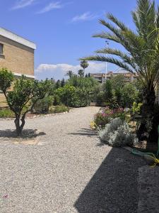 a gravel driveway with plants and a palm tree at Bungalows Peikert - 40a in Sagunto