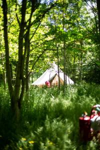 DGG Woodland Escape外面的花园