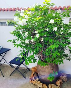 een plant in een pot zittend op rotsen bij ALOJAMIENTO RURAL LOS MOLINOS in Gátova