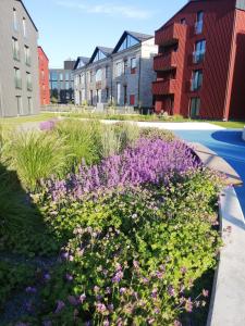 un jardín con flores púrpuras frente a los edificios en VP Kalamaja Apartment with garage, en Tallin