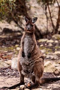 a kangaroo standing on its hind legs on the ground at Sea Loft Kangaroo Island in Kingscote