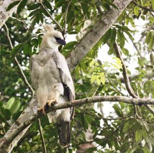 a bird is sitting on a tree branch at Wasai Tambopata Lodge in Tambopata