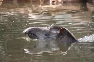 a elephant swimming in a body of water at Wasai Tambopata Lodge in Tambopata