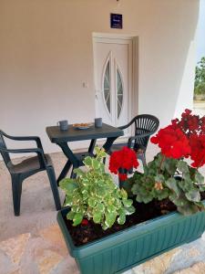 Zahrada ubytování Apartmani Dejan