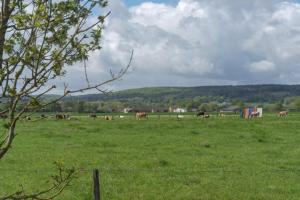 a herd of cows grazing in a green field at Monteur - Privat Zimmer Langerwehe Geich in Langerwehe