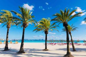 eine Gruppe von Palmen an einem Strand in der Unterkunft Verano ETERNO en Mallorca - Alcudia! in Alcúdia
