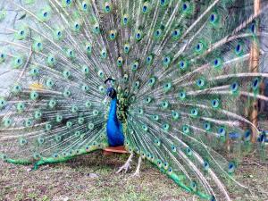 Altri animali domestici presso l'hotel o nei dintorni