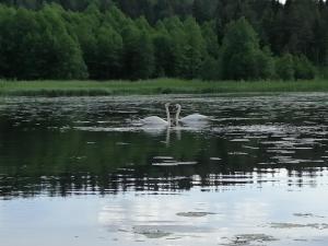ルーガにあるGuest House Sakhalinの白白鳥の湖水泳