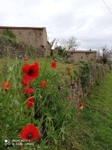 un campo de amapolas rojas delante de un edificio en la ferme de fenivou en Boulieu-lès-Annonay