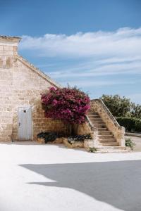 Nuotrauka iš apgyvendinimo įstaigos Masseria Garrappa mieste Fazanas galerijos