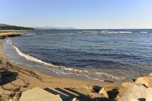 a dog sitting on the beach looking at the water at PALMERAIE 218 in Sari Solenzara