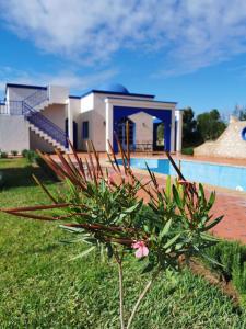 a plant in front of a house with a pool at Dar Yanis in Essaouira