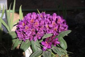 una flor púrpura sentada sobre una planta en La Margottière chez isa et titi, en Rians