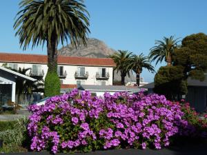a bunch of purple flowers in front of a palm tree at Sundown Inn of Morro Bay in Morro Bay