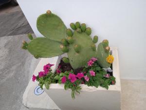 un cactus in un vaso con dei fiori di La Corte dei Sogni a Taviano