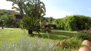 a garden with a palm tree in a yard at Relais Fenicottero Rosa in Porto San Paolo