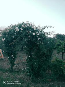 un manzano con flores blancas en un jardín en La Casa Delle Rose 2, en Giba