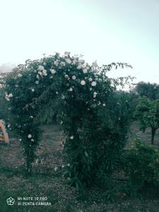 an apple tree with white flowers in a garden at La Casa Delle Rose 2 in Giba
