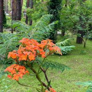 a bush of orange flowers in a garden at Vila Dunavski Raj in Golubac