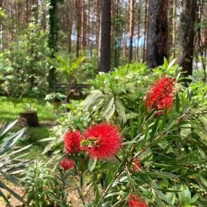 a bush with red flowers in a forest at Vila Dunavski Raj in Golubac