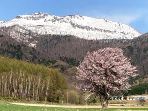 a tree in a field in front of a snow covered mountain at Furano - Hotel / Vacation STAY 35850 in Furano