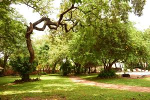 a group of trees in a park with green grass at Shoestrings Backpackers Lodge Vic Falls in Victoria Falls