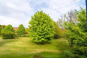 un grand arbre au milieu d'une cour dans l'établissement Feriendorf Rugana - Budget Appartement mit 1 Schlafzimmer A39, à Dranske