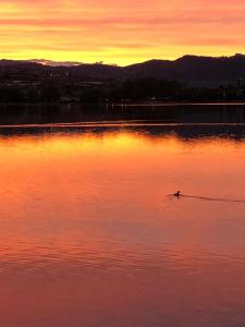 eine Ente, die bei Sonnenuntergang im Wasser schwimmt in der Unterkunft Valsugana d'incanto in Tenna