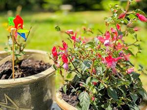 two potted plants with flowers in a pot at 6 person holiday home in V ggerl se in Marielyst