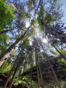 una foresta di alberi con il sole che splende attraverso di loro di Schlummerfass an der Bockmühle a Hohnstein