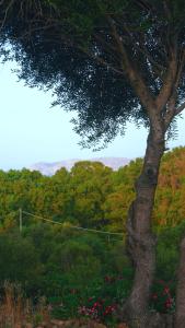 a tree with a tennis court in the background at Sole Matto Rooms in Olbia