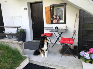 Κατοικίδιο ή κατοικίδια επισκεπτών που μένουν στο Appartement Waidmannsheil mit schöner Aussicht