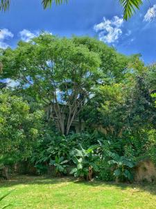 
a tree in the middle of a lush green field at La Casablanca Tayrona House in Calabazo
