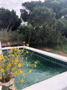 a pool of water with yellow flowers in it at SeaHouseNature in Porto Covo