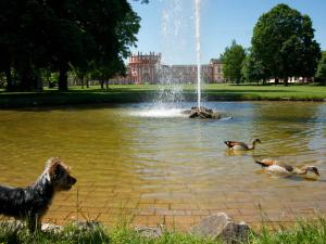 ein Hund steht neben einem Brunnen in einem Teich mit Enten in der Unterkunft Hotel Am Schlosspark , Wiesbaden in Wiesbaden