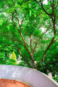 una cerca blanca con un árbol en el fondo en Liepa en Šilutė