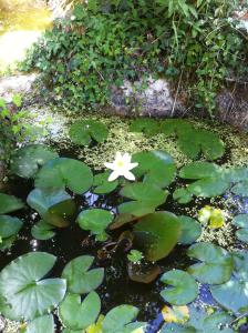 Imagen de la galería de Péchalvet, en Fleurac