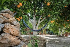 A garden outside Olga's Organic garden Home for a couple! with Wifi & AC