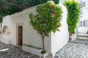 Zahrada ubytování Pelican Paros