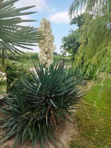 Zahrada ubytování Antico Borgo Leone