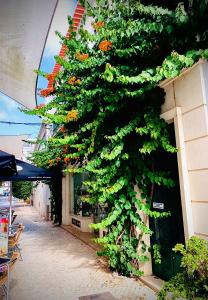 uma planta está crescendo no lado de um edifício em Senhor Gigi em Faro