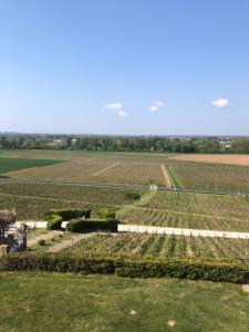 an aerial view of a field of vines at Le Gite du Pavillon - Sainte-Croix-du-Mont in Sainte-Croix-du-Mont