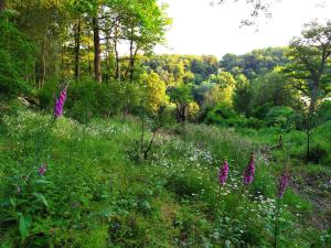 un campo de hierba con flores púrpuras y árboles en Les gîtes des Beaux Chênes, en Mortagne-sur-Sèvre