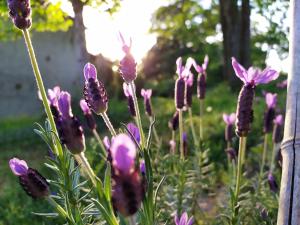 - un bouquet de fleurs violettes dans un jardin dans l'établissement La Cabane des Beaux Chênes, à Évrunes