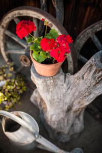 a pot of red flowers sitting on a tree stump at Dom Pod Orzechem in Łapczyca