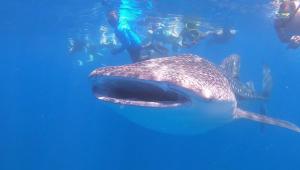 a whale shark in the water with people in the background at White Tern Maldives in Maamigili