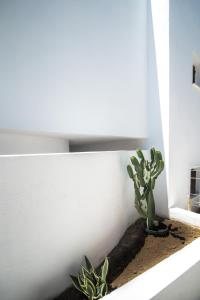kaktus siedzący na gzymsie obok ściany w obiekcie Lotos Beach Home w mieście Kini